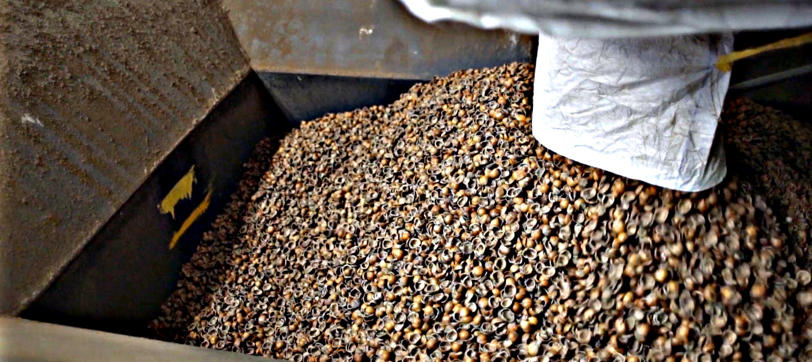 A container filled with many hazelnut shells.